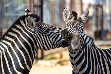 Zebras in the Bratislava zoo.