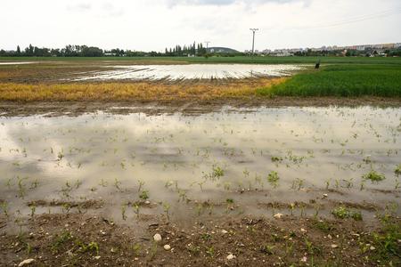 Flooded fields near Nitra