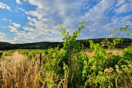Plenty of vineyards in Bratislava are abandoned.  