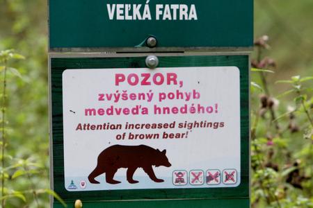 If you go down to the woods today….watch out for bears!