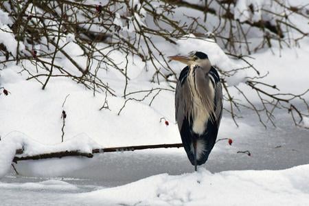 A night heron, a protected bird species.