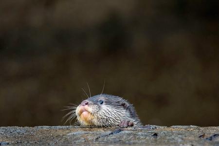 The otter was hunted for its fur and to protect fish stocks in the past.