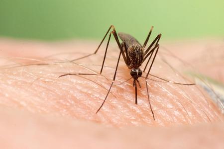 Aedes japonicus japonicus (Asian bush mosquito).