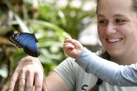 Botanical Garden of Košice's university UPJŠ hosts an exhibition with exotic butterflies. You'll be able to see them until July 2.