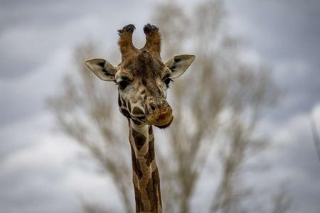 Tejla, a recently deceased Rothschild’s giraffe 