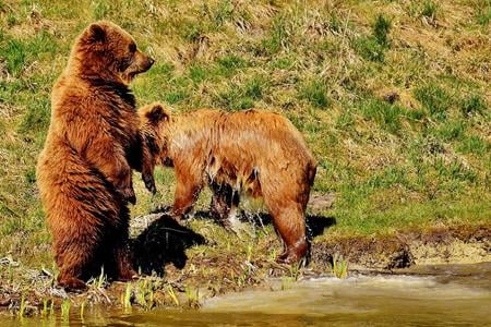 Q&A: How to stay safe around bears