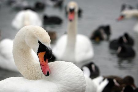 Swans that have fed on poppy sprouts in southern Slovakia have already started dying. 