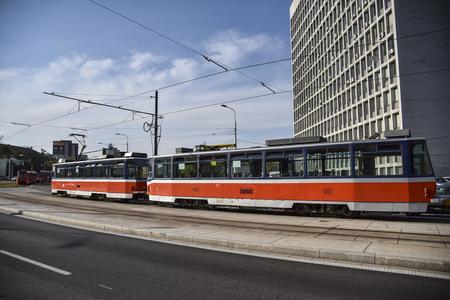 Family of wild boars on the tram line breaks the internet