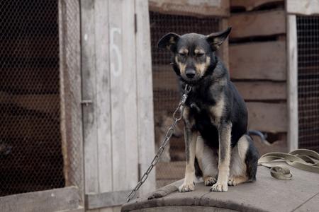 Keeping dogs on chains is now banned. A victory for all dogs in Slovakia, animal rights advocate claims