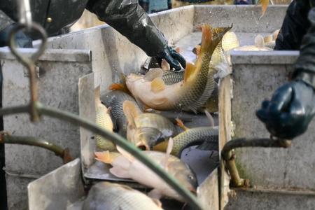 Carp: coming to a bath tub near you soon.
