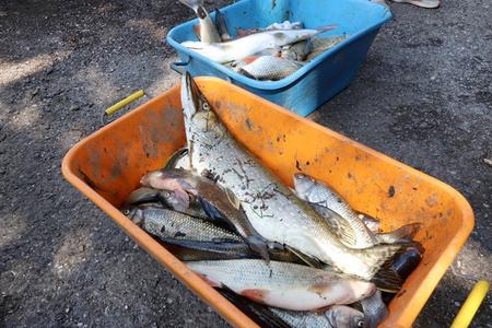 Dead fish had to be fished out of the Hron River.