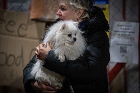 Українським біженцям дозволено перетинати кордон не більше ніж з п’ятьма котами, собаками чи тхорами.