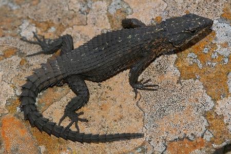 Scientists find fossil lizard from the dinosaur era in India
