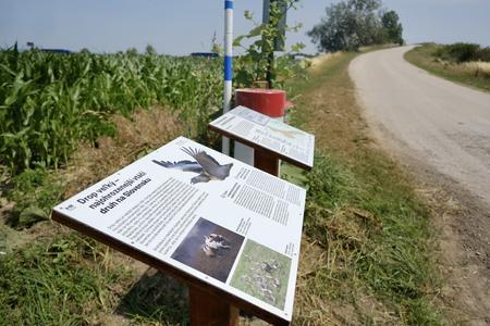 Great bustards! Protected bird viewing area near Bratislava opens to public