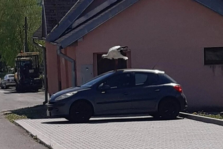 The aggressive stork standing on a car in Černiná.