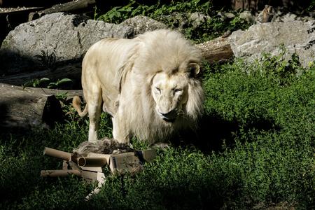 Some animals appear charismatic to us without knowing why