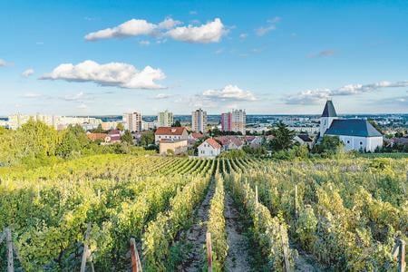 Devín, Leanka, Mília? Great Bratislava wines still wait to be discovered