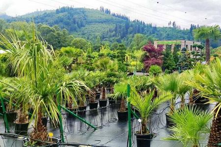 People living in the northern Slovak region of Kysuce are more and more interested in palm trees.