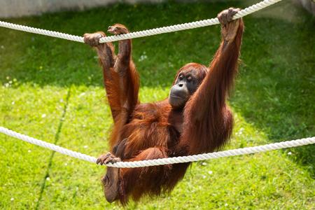 Sumatran orangutan in the Bratislava Zoo.