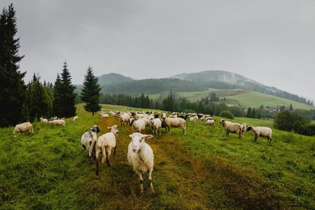 Sheep at the Zbojská saddle, central Slovakia.