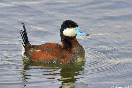 The ruddy duck, a small but aggressive species, has recently appeared in parts of Slovakia.