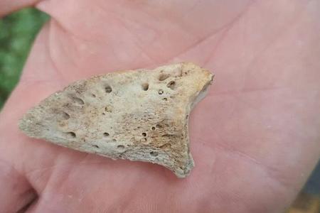 A 3.6-million-year-old third toe from the hoof of a tapir found in southern Slovakia.