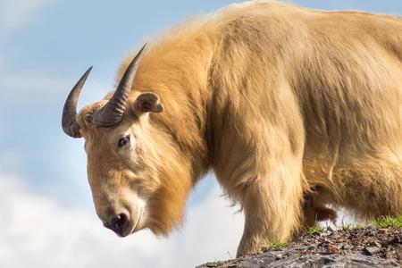 Golden takin.