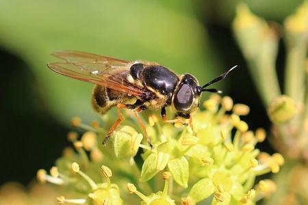 Hoverflies preserve the genetic connection between very distant or isolated plant populations.