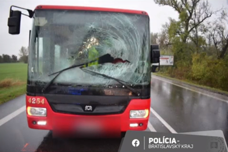 Consequences of a collision between a public transport bus and a roe deer.