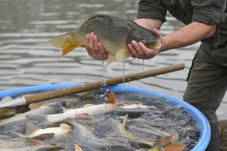 Žilina was the first Slovak city to ban the sale of live fish on its land.