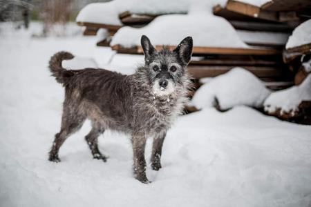 Apollko spent his last years with Janka Útla Lahutová, who was taking care of 9 other dogs at that time, took him in six years ago.