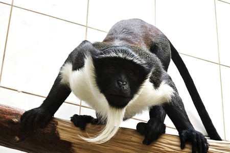 Tanoé, a new addition to the Bojnice zoo.