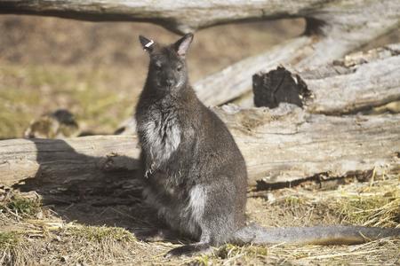 The red-necked wallaby in its enclosure at the Košice Zoo on March 8, 2023.