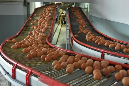 Eggs are transported by conveyor from the large-scale laying hen farm to the sorting facility at Hydina Holding in Kežmarok on October 2, 2018.