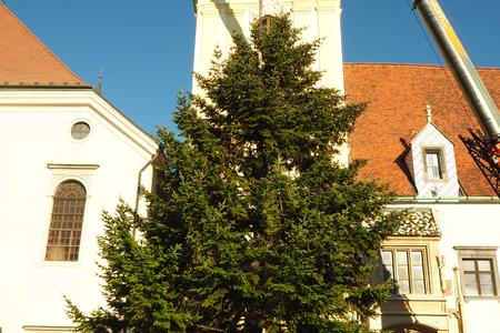 У Братиславі вже встановили головну ялинку країни
