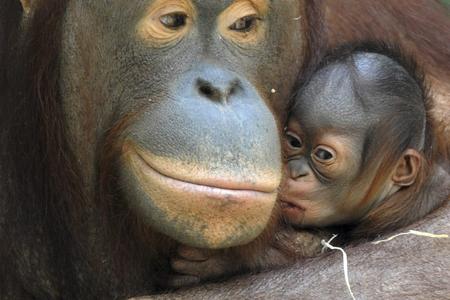 Orangutans - mother and her yet unnamed baby.