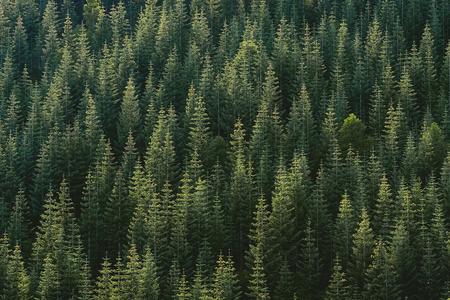 There are a wide variety trees in Slovakia and a rich phraseology to go with them. 