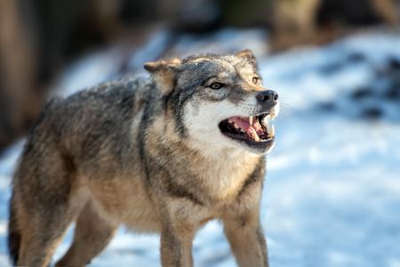 As for a few phrases pertaining to eating and food, a good one is that "I am hungry as a wolf" (som hladný ako vlk), though every time I hear it, all I think of is the Duran Duran song "Hungry Like a Wolf".