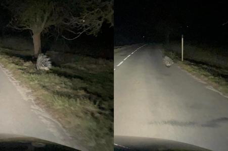 A porcupine on the run in Turiec, central Slovakia
