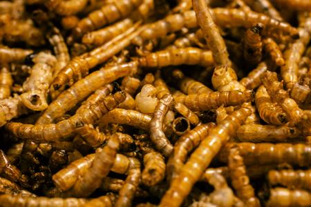 The European Union recognises some insects as a sustainable and innovative food source.