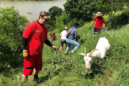 Swiss Re’s employees volunteer with the Bratislava Regional Conservation Association (BROZ). BROZ is behind the restoration of goatgrazing in Bratislava.
