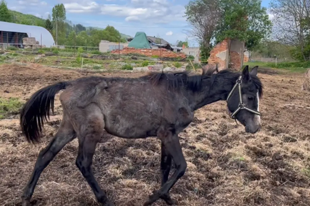 Emaciated foal