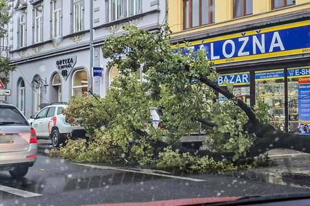 A fallen tree in Košice on 7 July 2025