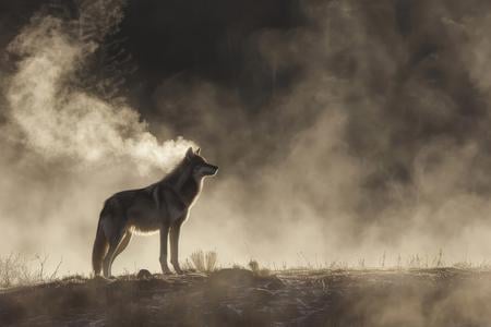 A wolf in mist.