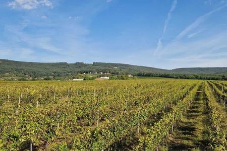 Vineyards of the Zsigmond family winery.