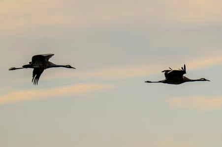 The common cranes.