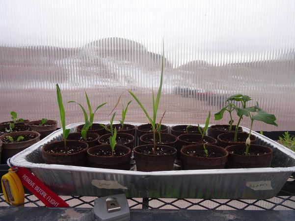 Growing vegetables & herbs on Mars.