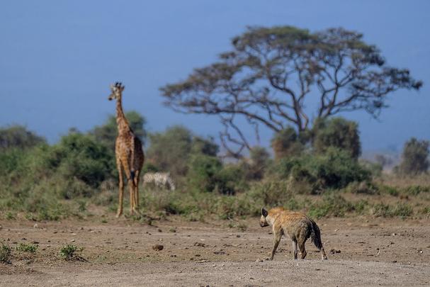 Prve zvieratka v NP Amboseli