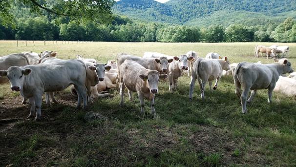 Občas si pripadám ako v Indii. Sú to krásne biele bytosti.