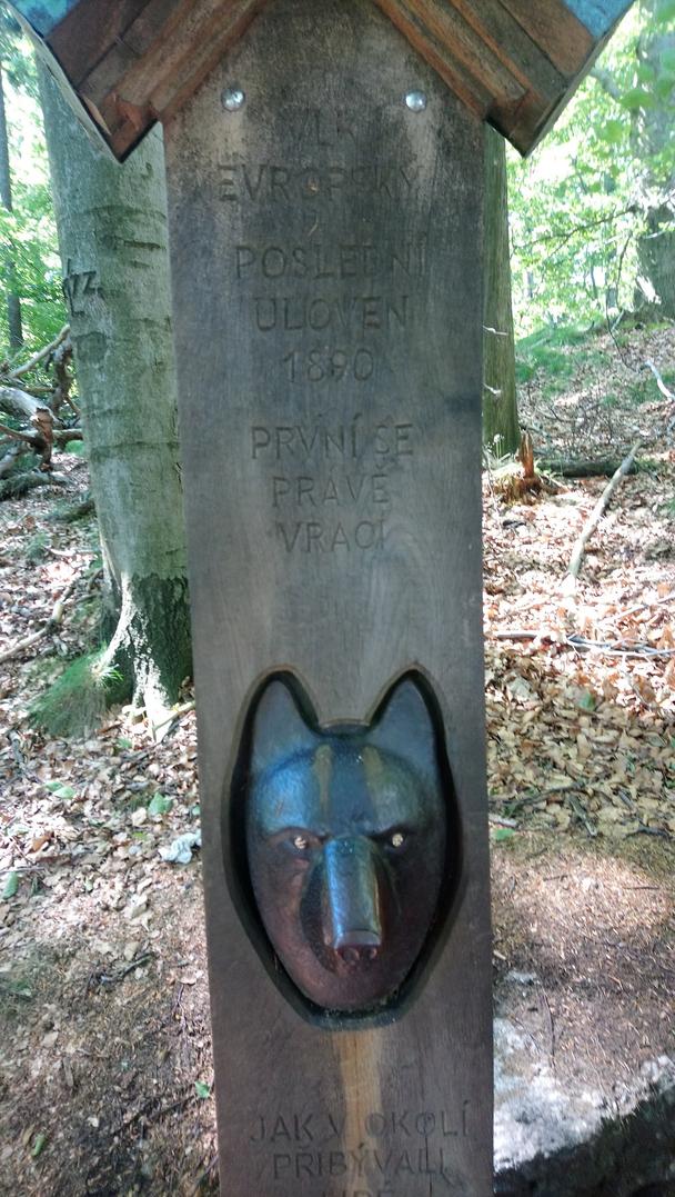 Posledný vlk tu bol ulovený v roku 1890. Prvé sa práve objavujú...